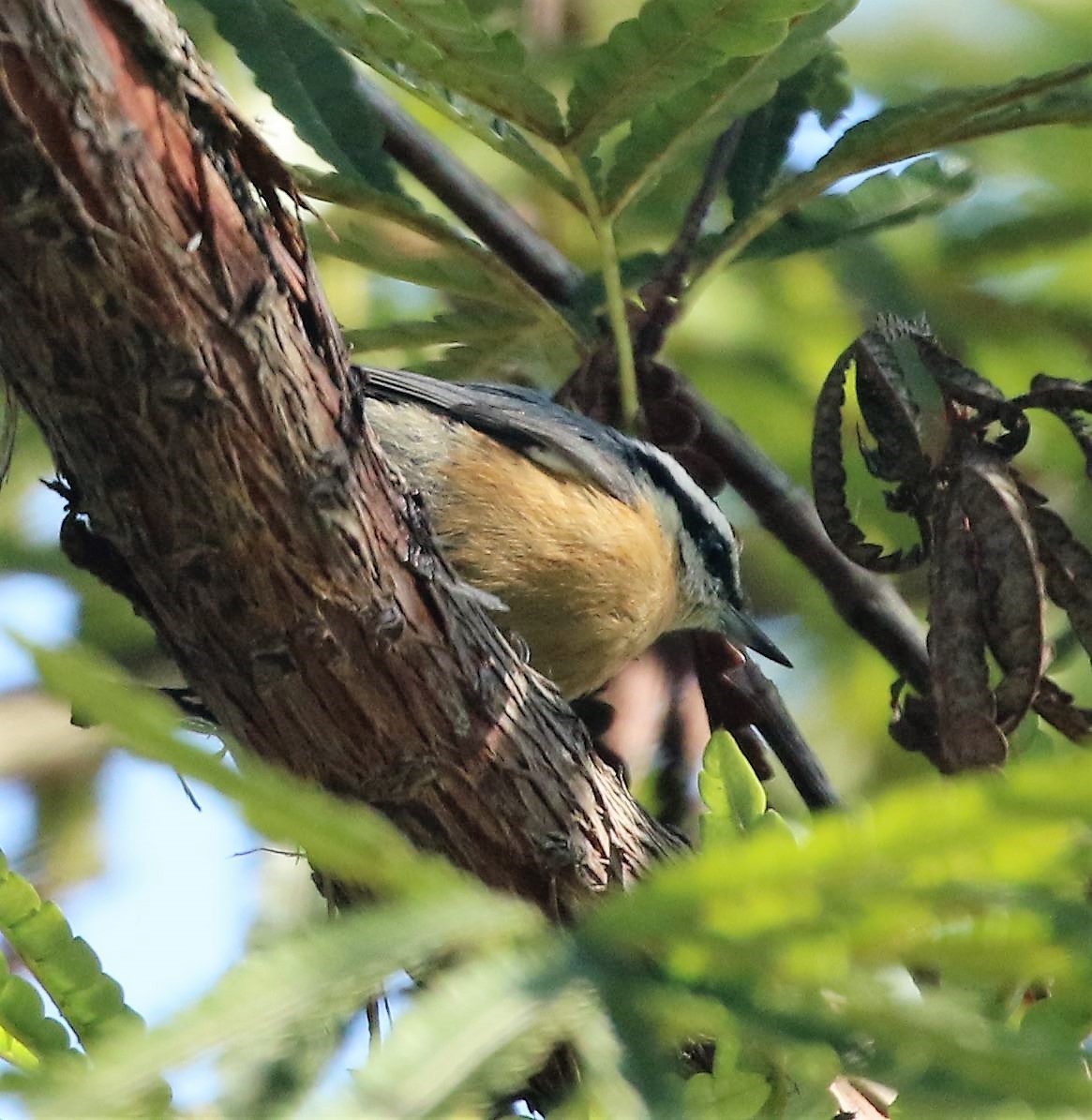 Red-breasted Nuthatch - ML70637221