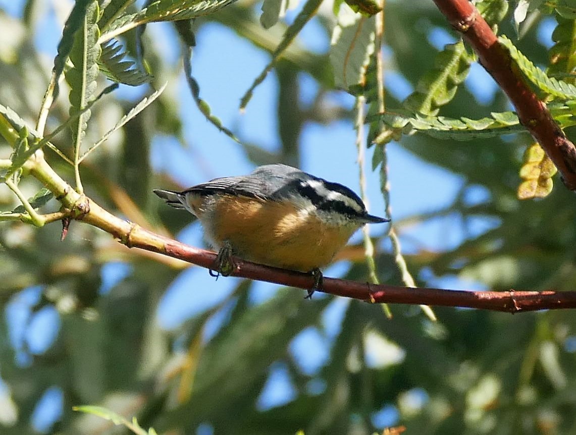 Red-breasted Nuthatch - ML70637501