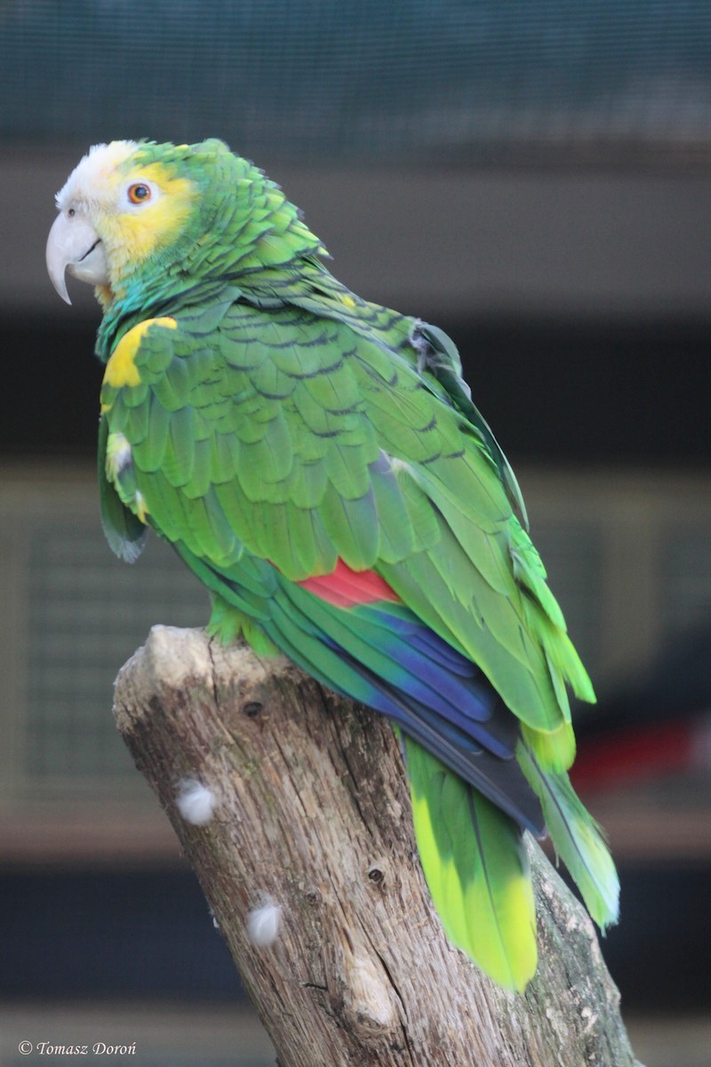 Yellow-shouldered Parrot - Tomasz Doroń