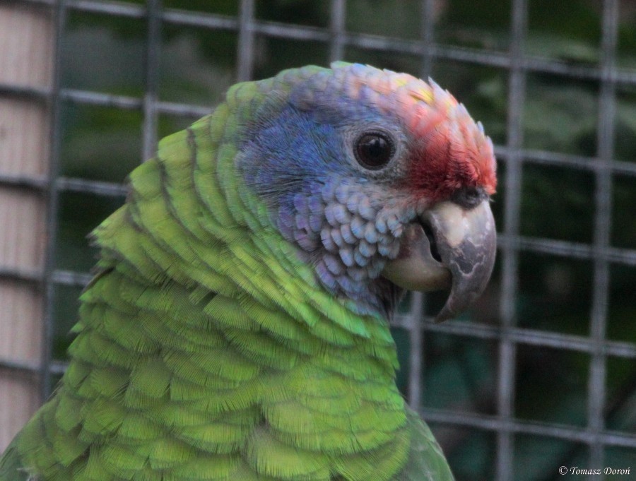 Red-tailed Parrot - Tomasz Doroń