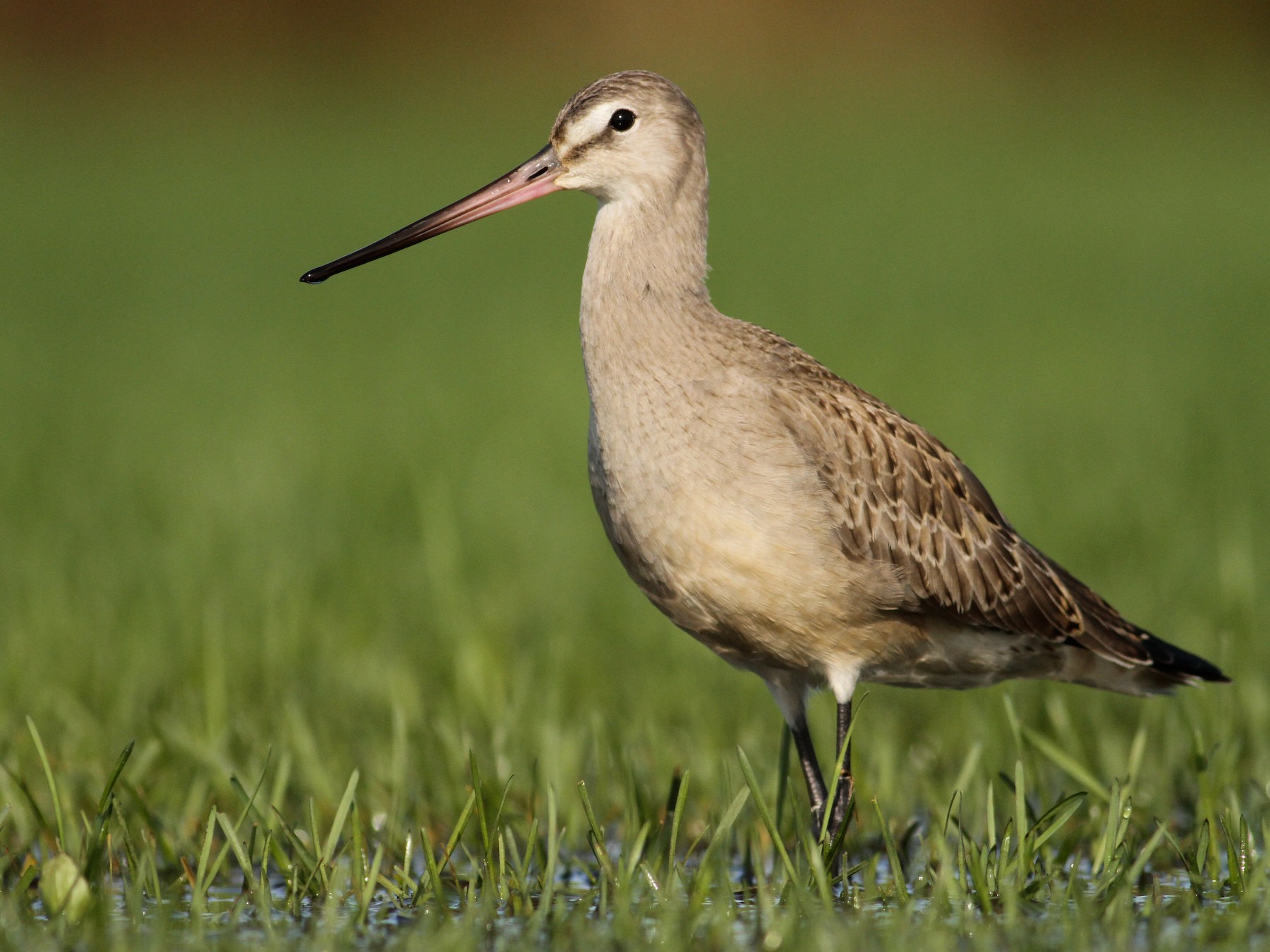 Hudsonian Godwit - eBird