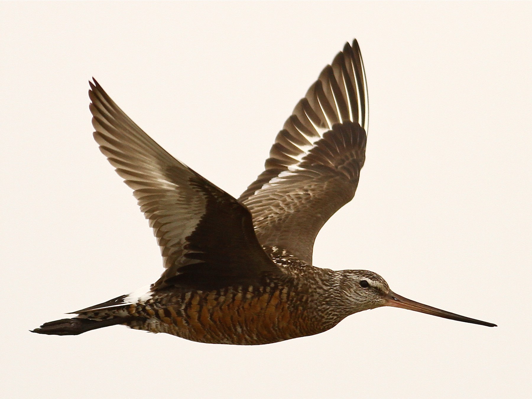 Hudsonian Godwit - EBird