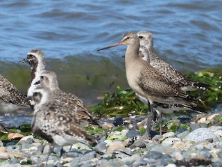 幼鳥 (with Black-bellied Plover) - Jason Ransom - ML70639011