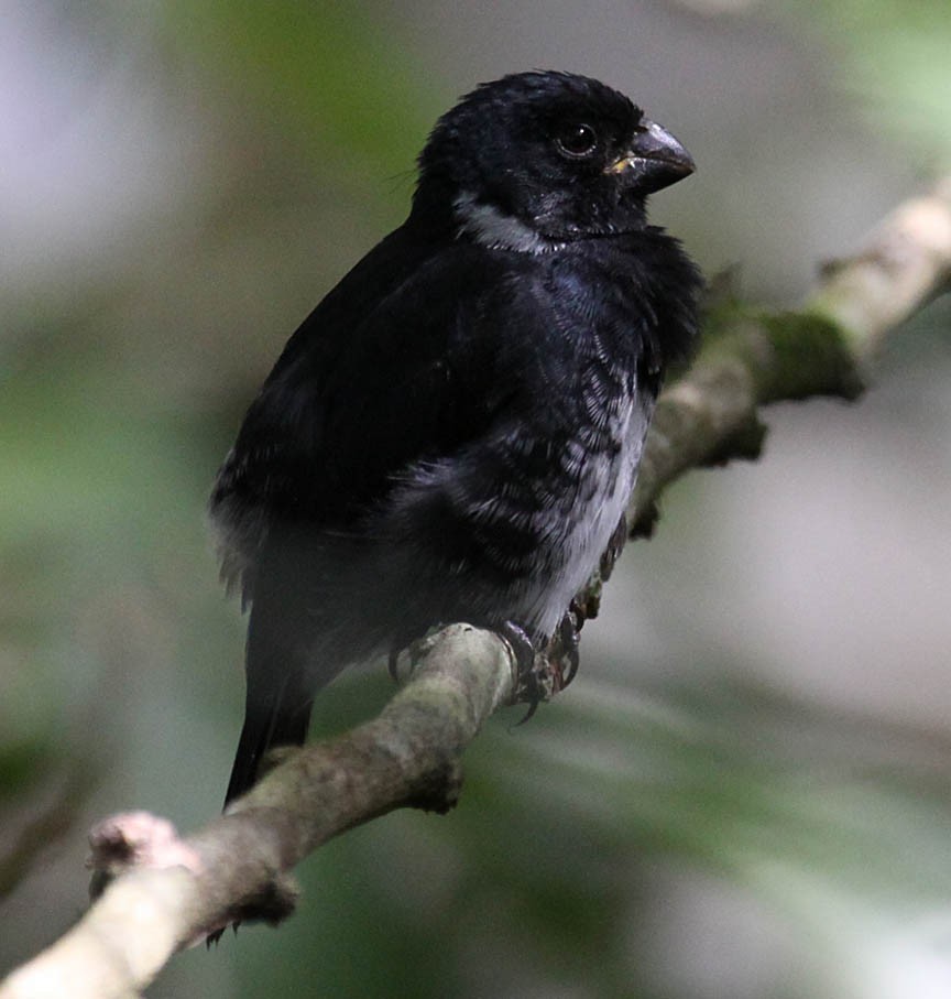 Variable Seedeater - ML70639701