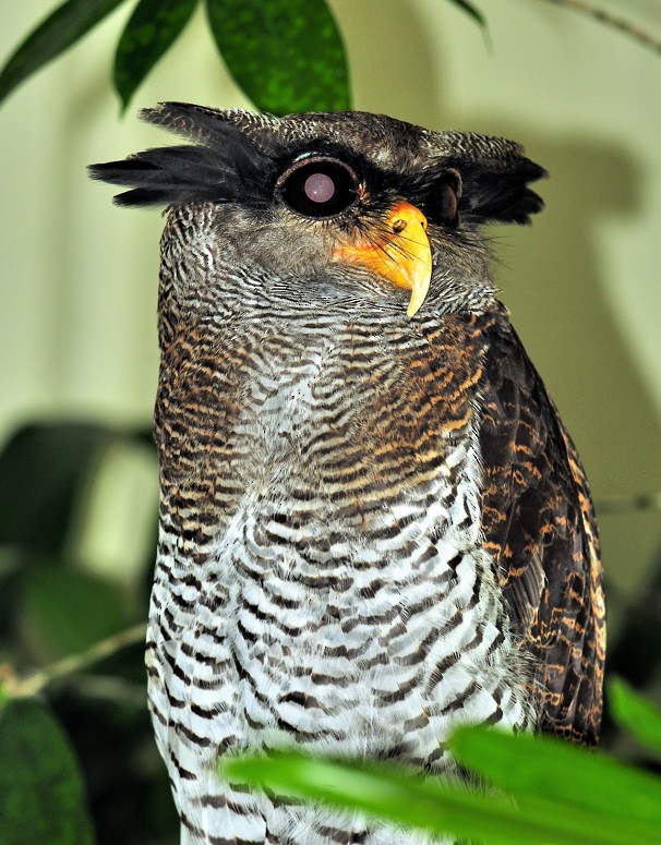 Spot-bellied Eagle-Owl - Joao Ponces de Carvalho