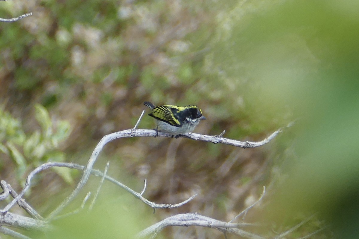 Western Tinkerbird (Angola) - ML70641421