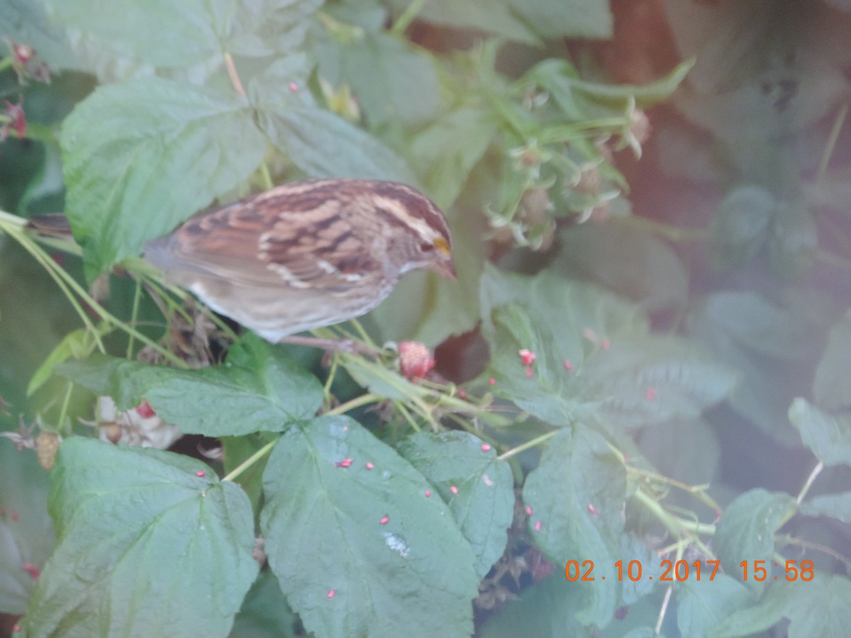 White-throated Sparrow - ML70642681