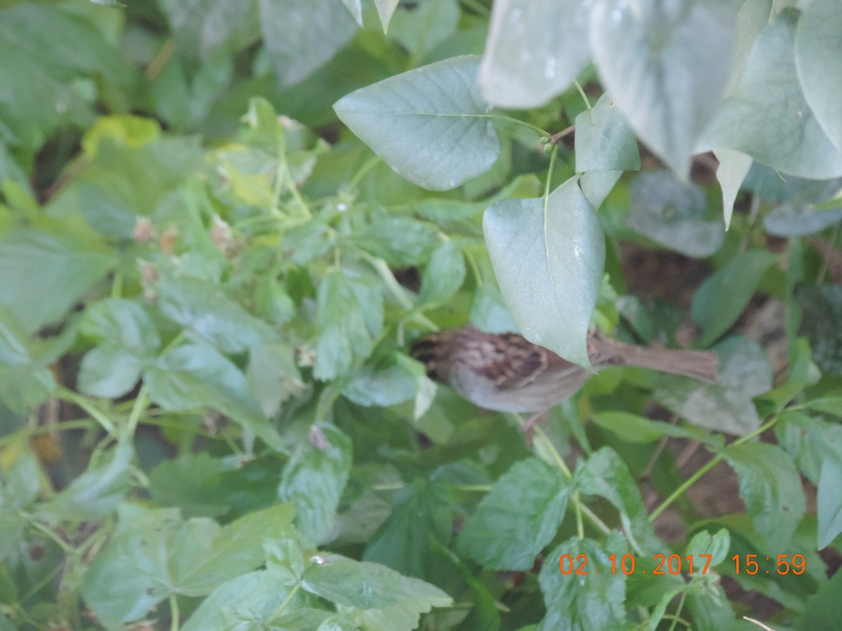 White-throated Sparrow - ML70642801