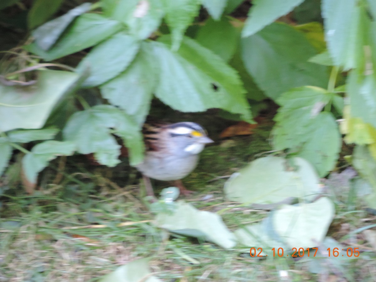White-throated Sparrow - ML70642871