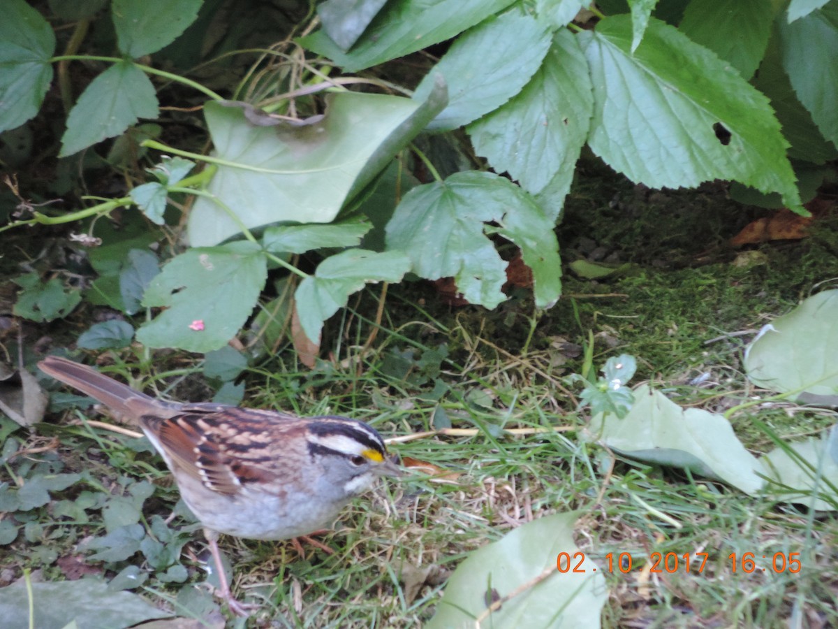 White-throated Sparrow - ML70642891