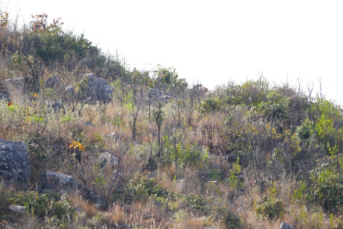 Finsch's Francolin - Peter Kaestner