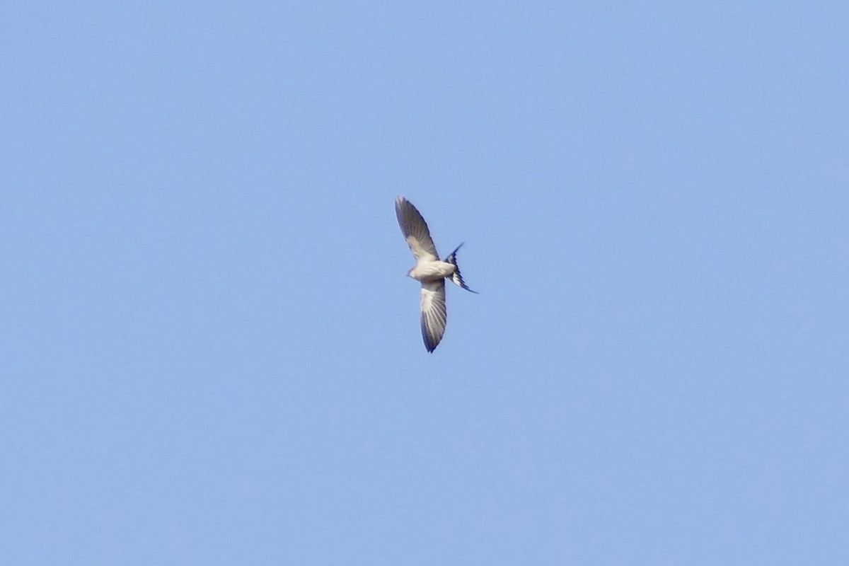 Greater Striped Swallow - ML70643581