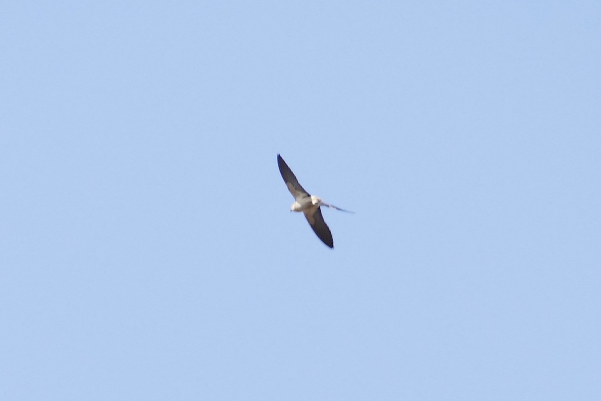 Greater Striped Swallow - ML70643611