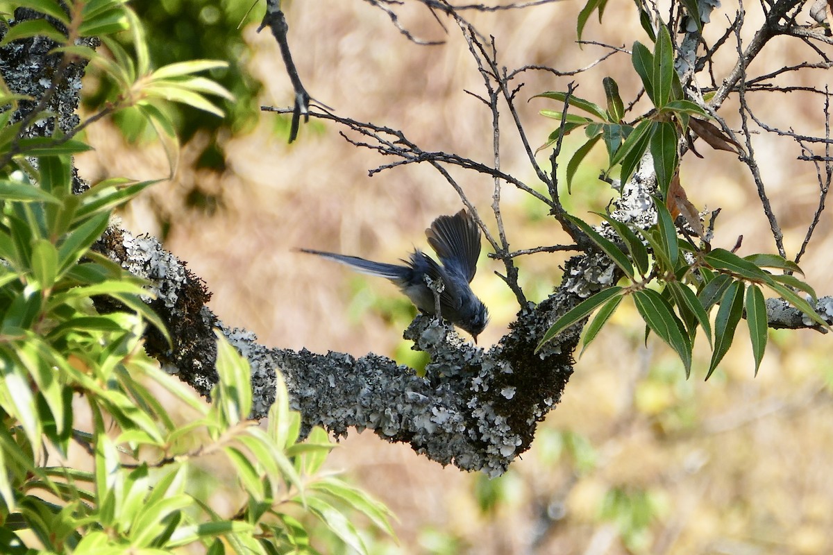 White-tailed Blue Flycatcher - Peter Kaestner