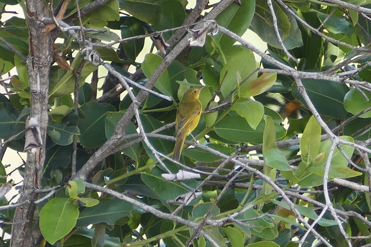 African Yellow-Warbler - ML70644491