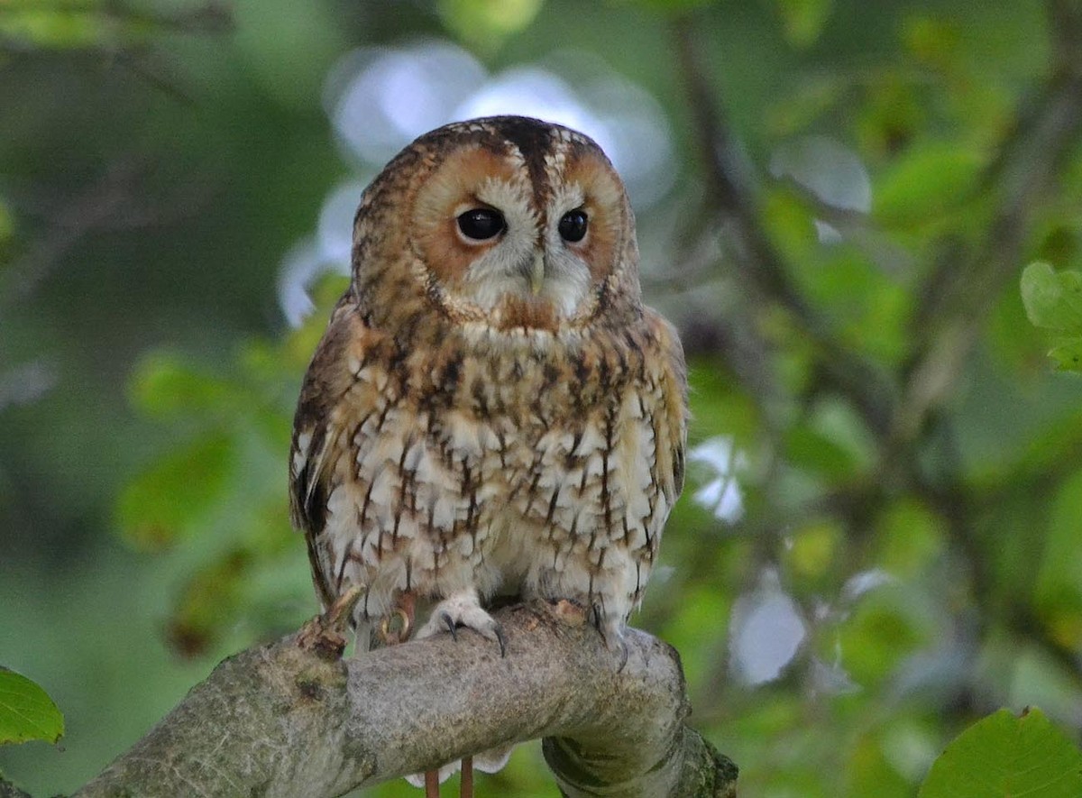 Tawny Owl (Tawny) - A Emmerson