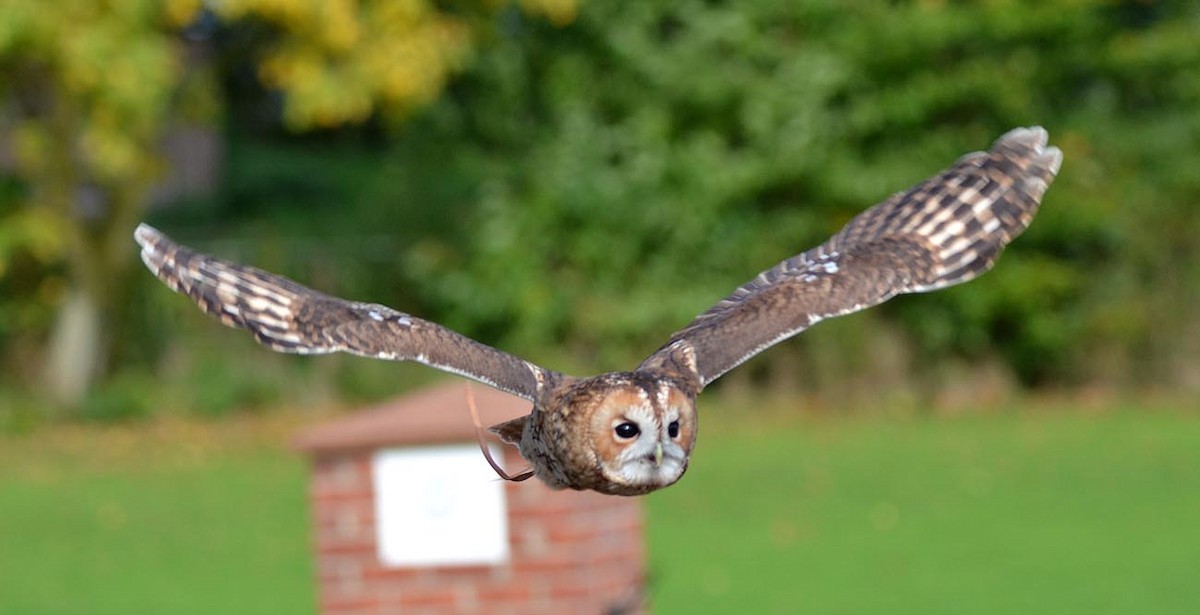 Tawny Owl (Tawny) - A Emmerson