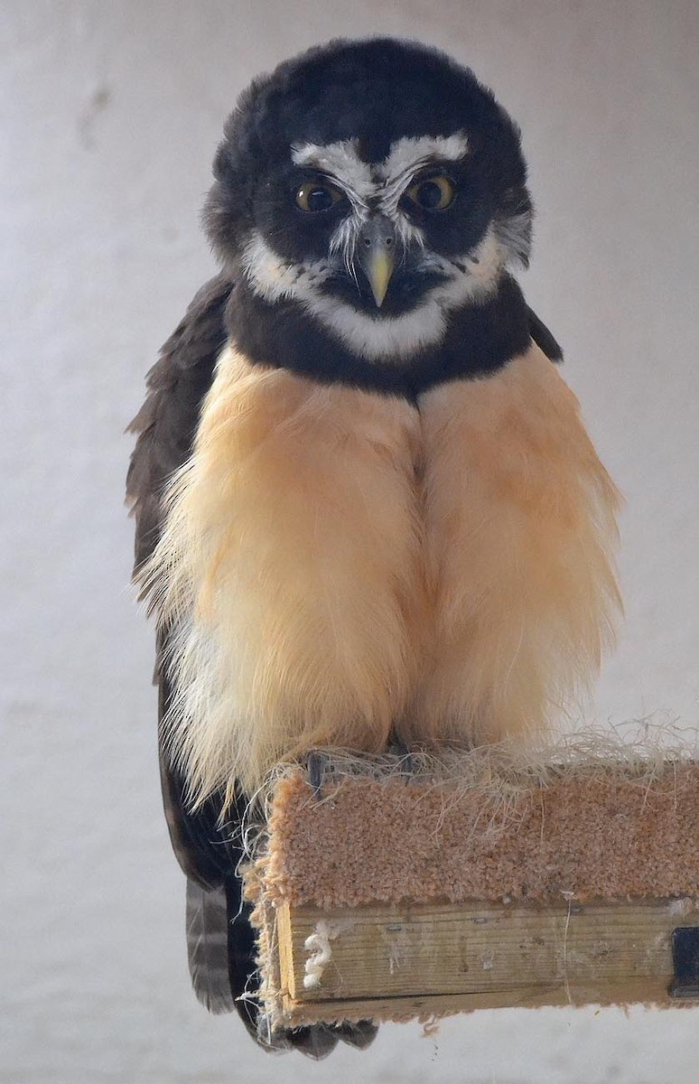 Spectacled Owl - A Emmerson
