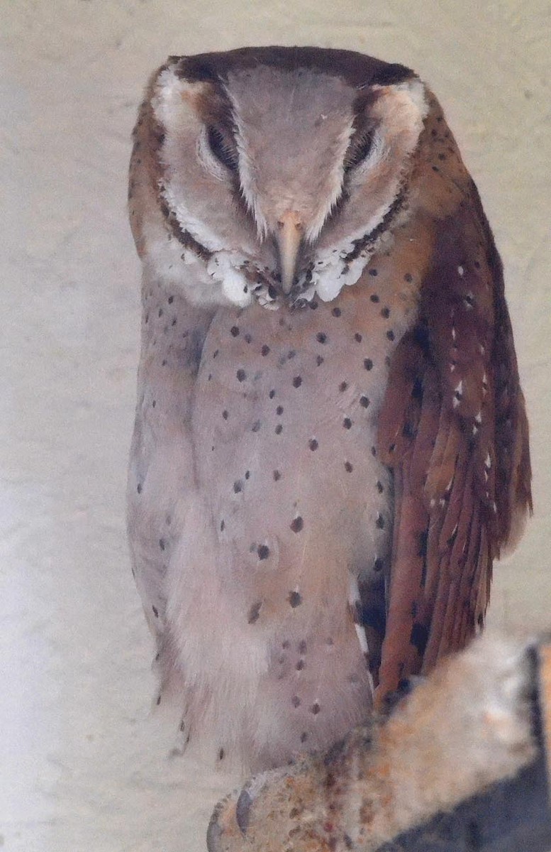 Oriental Bay-Owl - A Emmerson