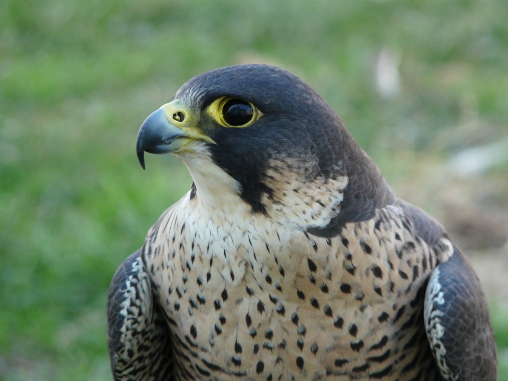 Peregrine Falcon (Mediterranean) - Arnau Bonan