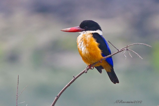 Ml Black Capped Kingfisher Macaulay Library