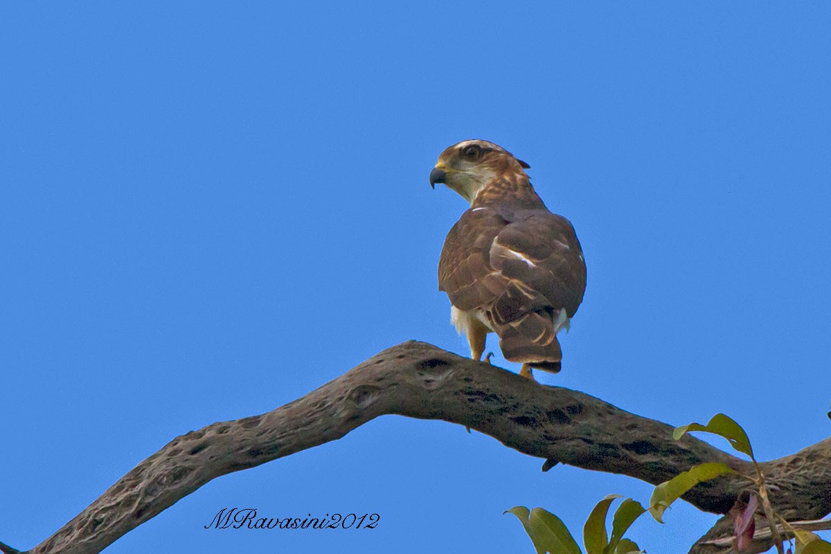 African Cuckoo-Hawk - ML706483