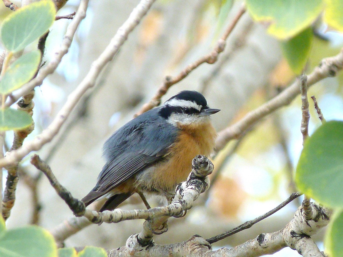 Red-breasted Nuthatch - Kenneth Stinchcomb