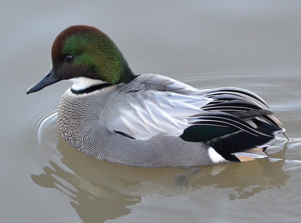 Falcated Duck - A Emmerson