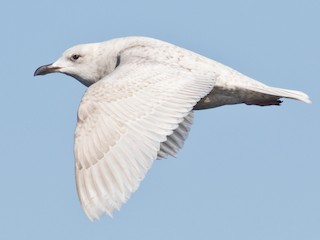 アイスランドカモメ - eBird