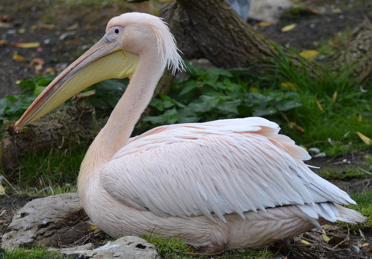 Great White Pelican - A Emmerson