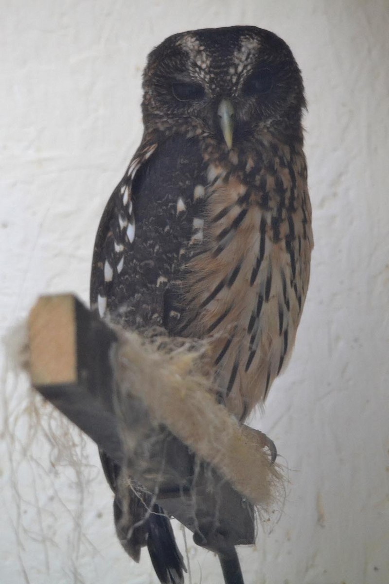 Mottled Owl - A Emmerson