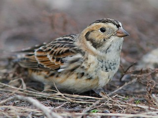 นกเต็มวัยชุดขนนอกฤดูผสมพันธุ์หรือนกวัยรุ่น - Doug Hitchcox - ML70652241