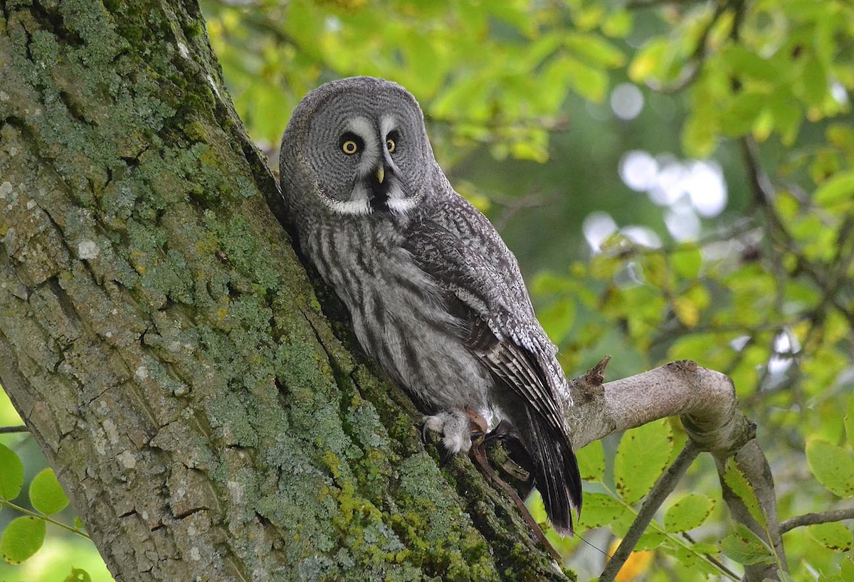 Great Gray Owl - A Emmerson