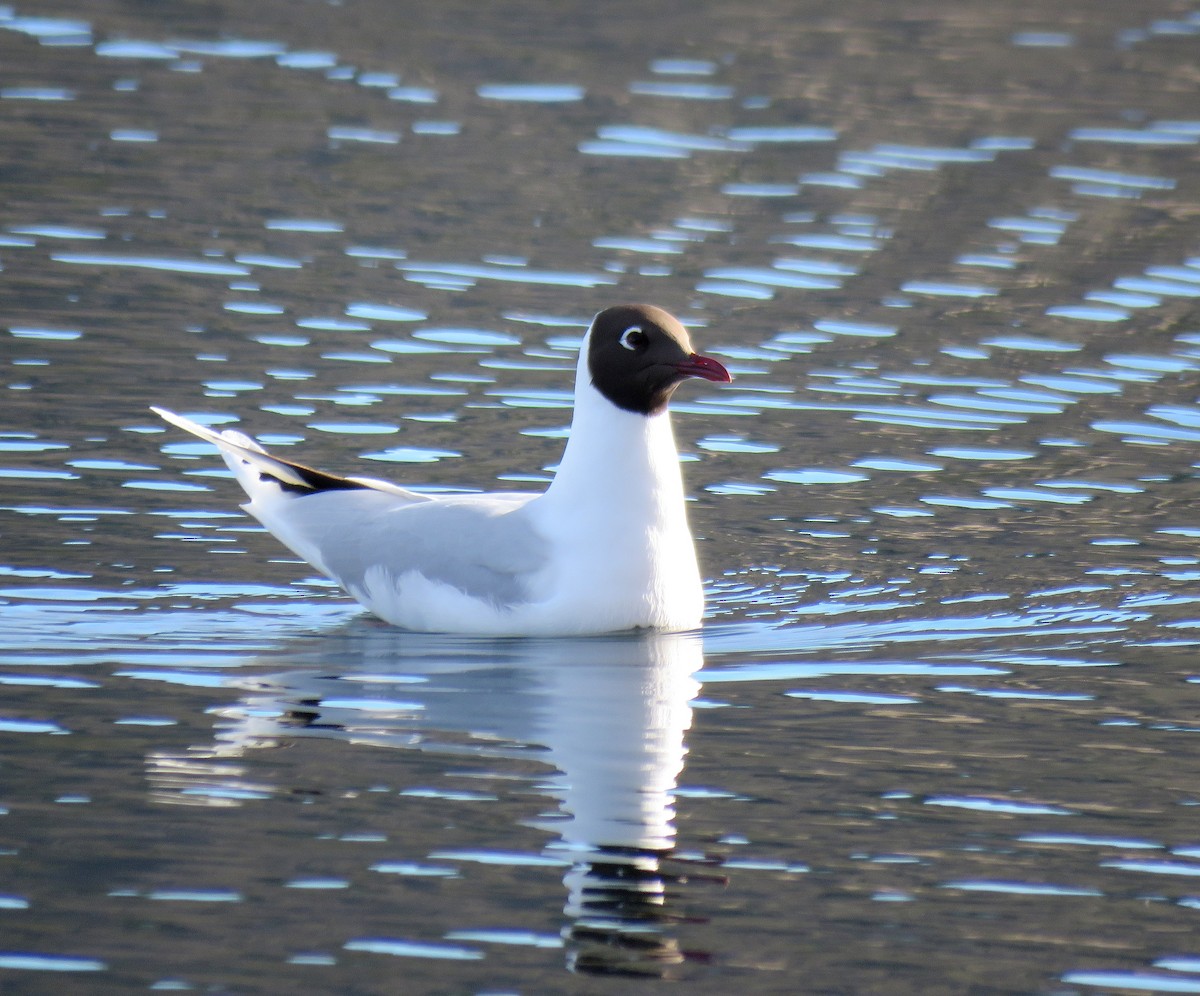 Brown-hooded Gull - Julián Tocce