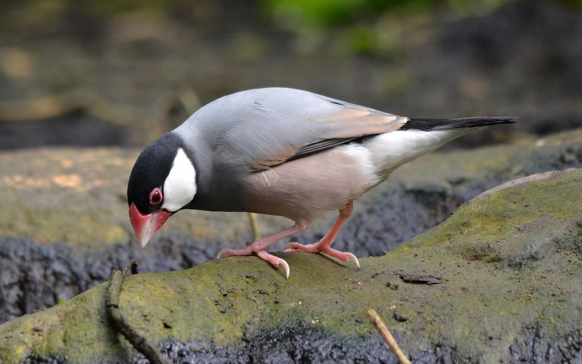 Java Sparrow - A Emmerson