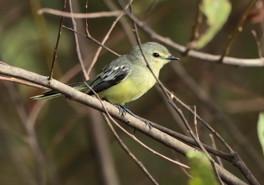 Lesser Wagtail-Tyrant - ML706545