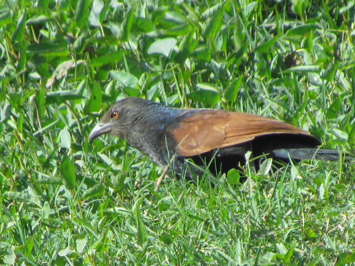 Greater Coucal - ML706563
