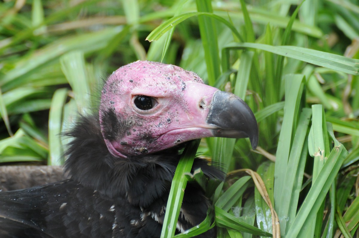 Red-headed Vulture - marvin hyett