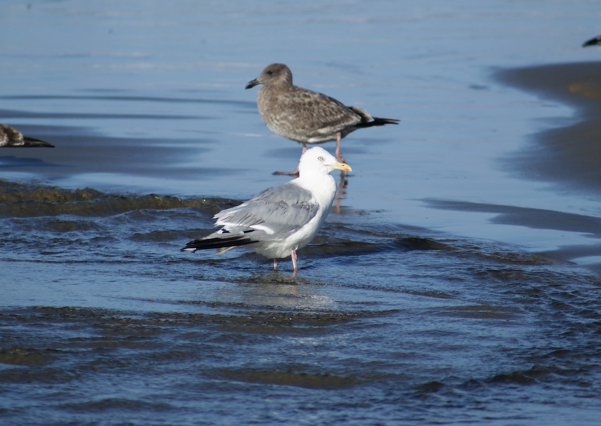 Herring Gull (American) - ML70662011