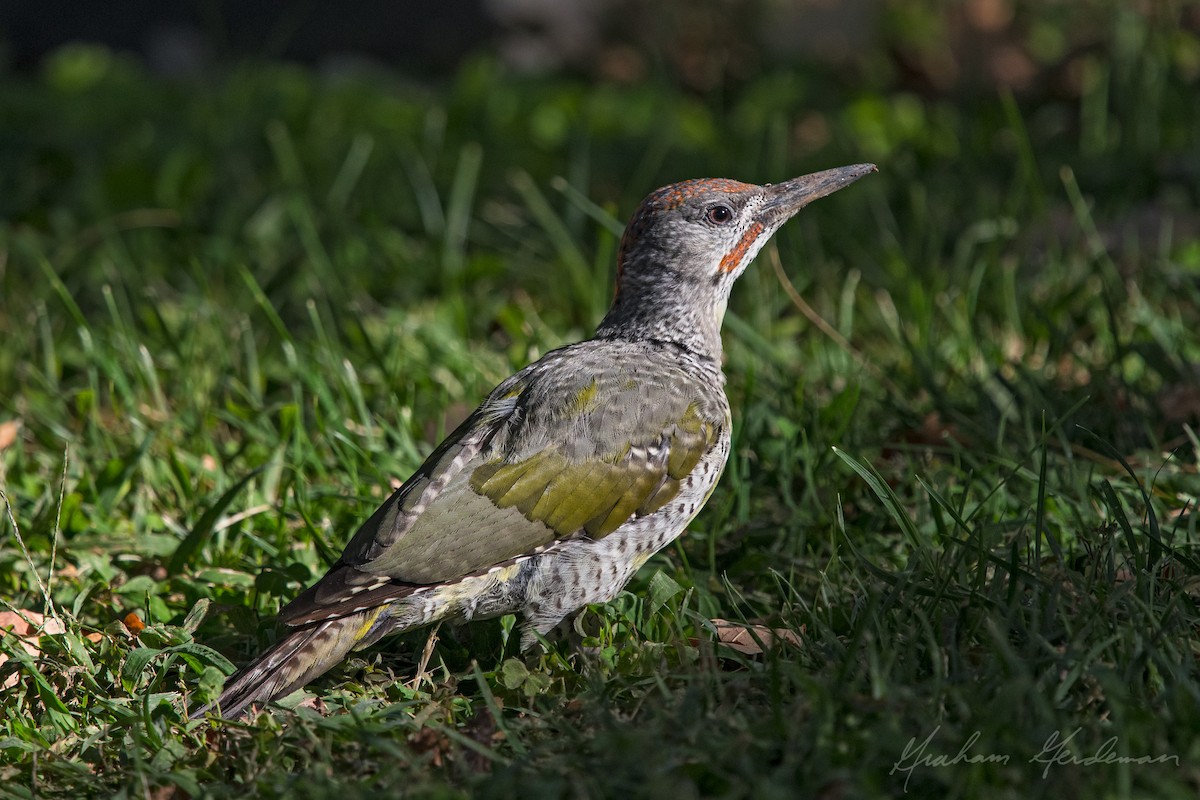 Iberian Green Woodpecker - Graham Gerdeman