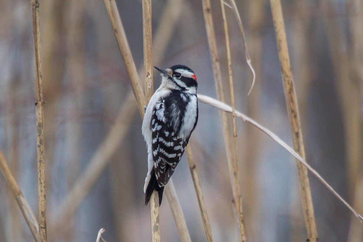 Downy Woodpecker - Griffin Richards