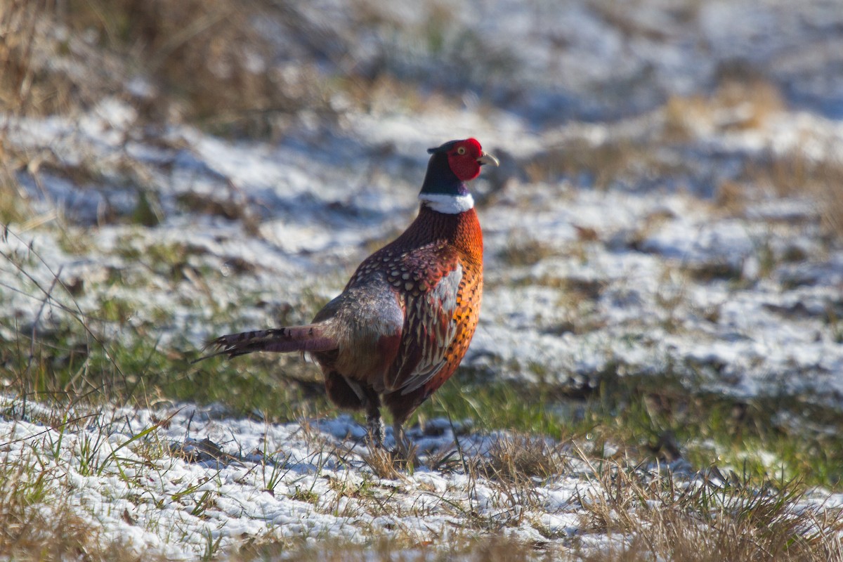 Ring-necked Pheasant - Griffin Richards