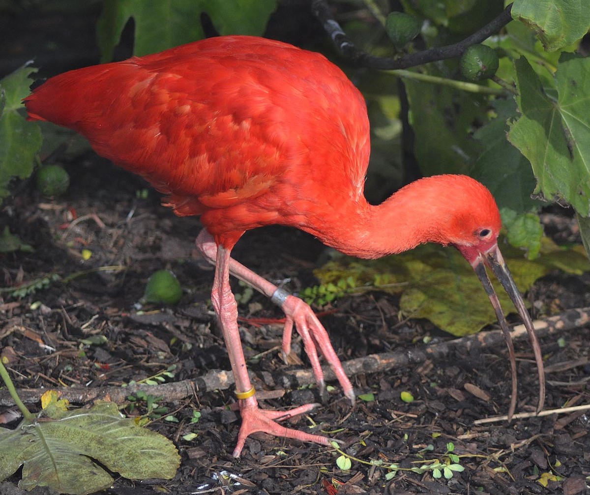 Scarlet Ibis - A Emmerson