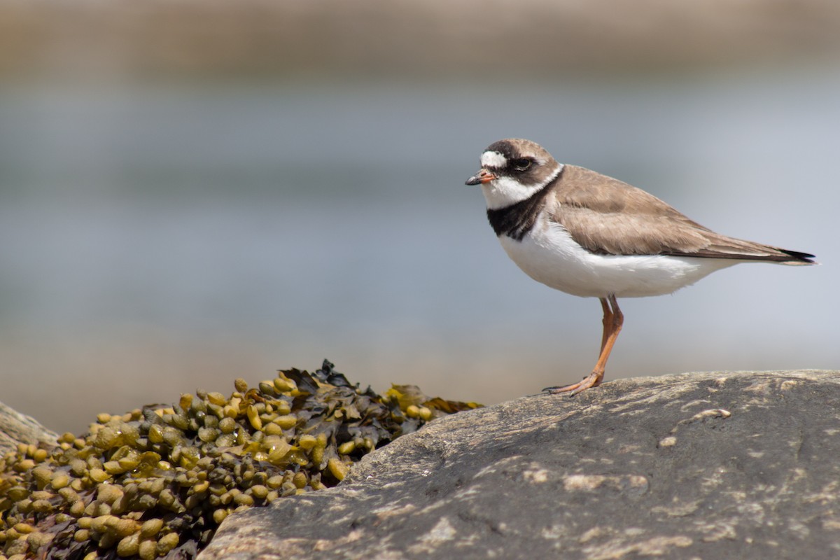 Semipalmated Plover - ML70666811