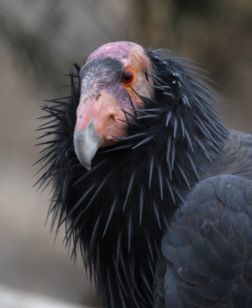 California Condor - marvin hyett