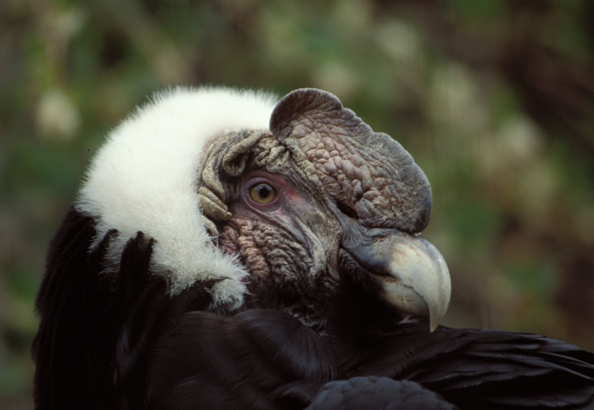 Andean Condor - marvin hyett