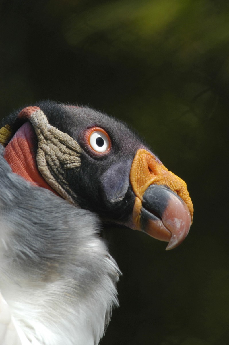 King Vulture - marvin hyett