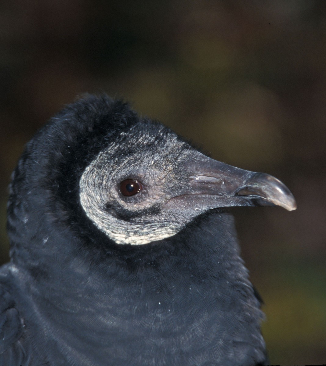 Black Vulture - marvin hyett