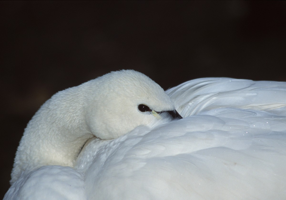 Tundra Swan (Whistling) - marvin hyett