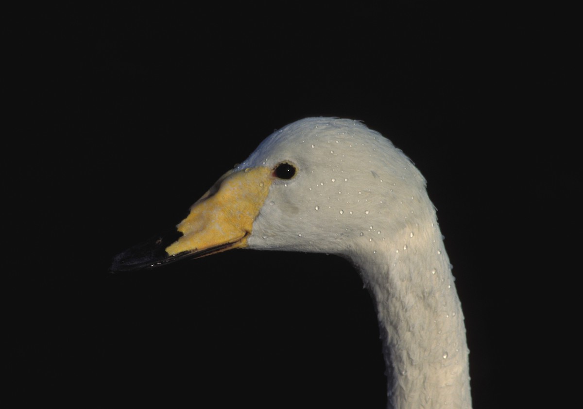 Whooper Swan - marvin hyett